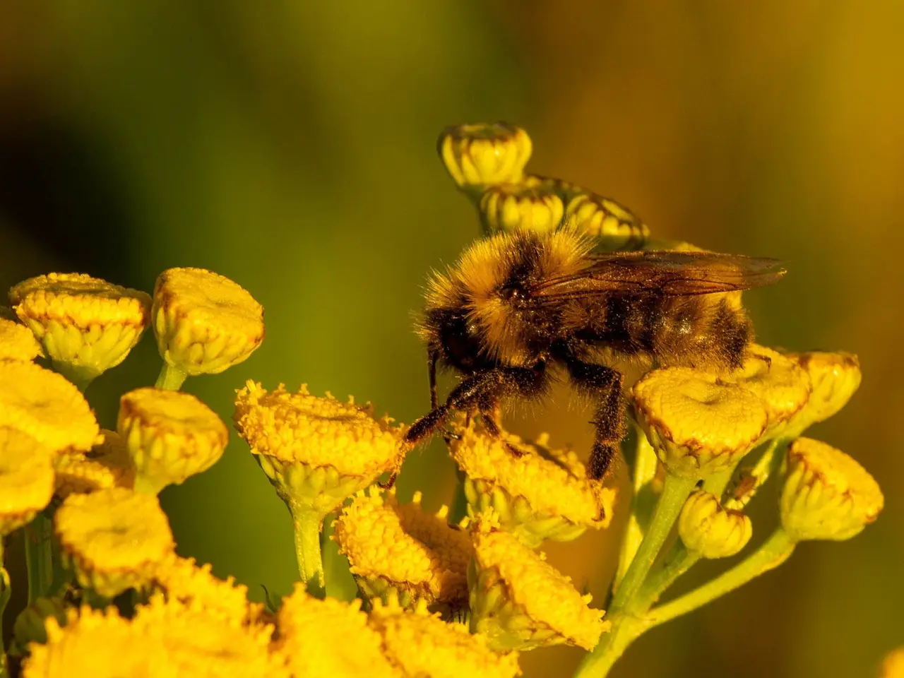 Bumble bee on tansy flowers, 2021