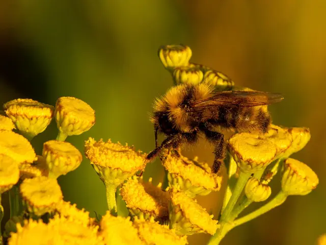 Bumble bee on tansy flowers